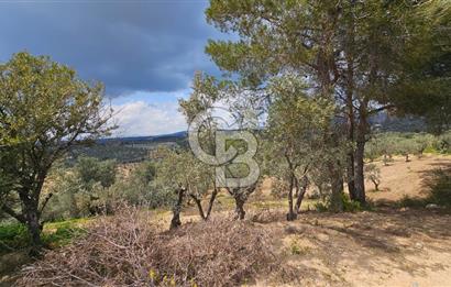 İzmir Kemalpaşa Yenmiş Köyünde 4112 m2 Satılık Zeytinlik