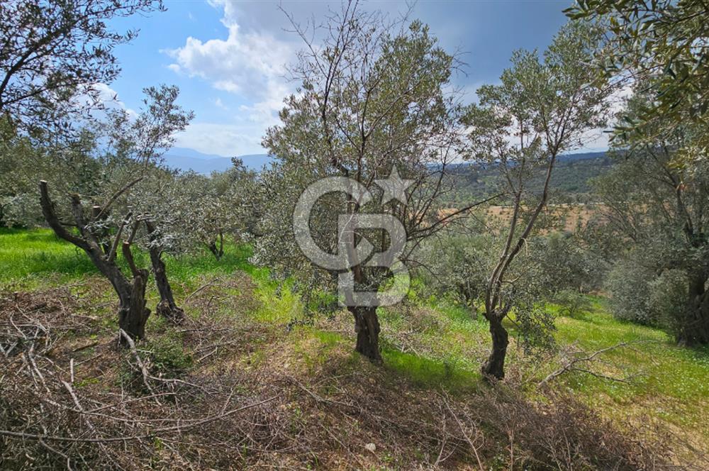 İzmir Kemalpaşa Yenmiş Köyünde 4112 m2 Satılık Zeytinlik