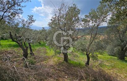 İzmir Kemalpaşa Yenmiş Köyünde 4112 m2 Satılık Zeytinlik