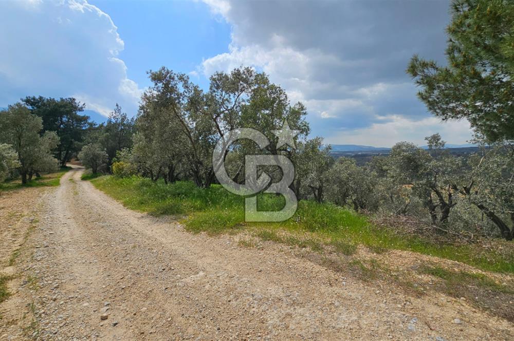 İzmir Kemalpaşa Yenmiş Köyünde 4112 m2 Satılık Zeytinlik