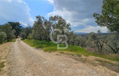 İzmir Kemalpaşa Yenmiş Köyünde 4112 m2 Satılık Zeytinlik