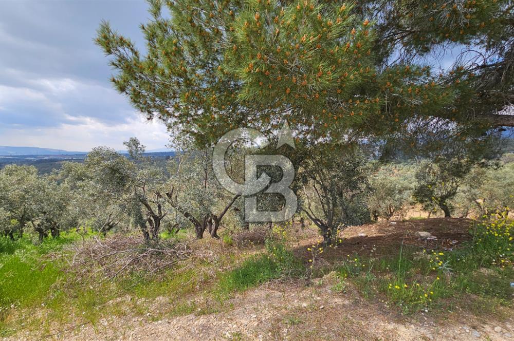 İzmir Kemalpaşa Yenmiş Köyünde 4112 m2 Satılık Zeytinlik