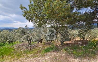İzmir Kemalpaşa Yenmiş Köyünde 4112 m2 Satılık Zeytinlik