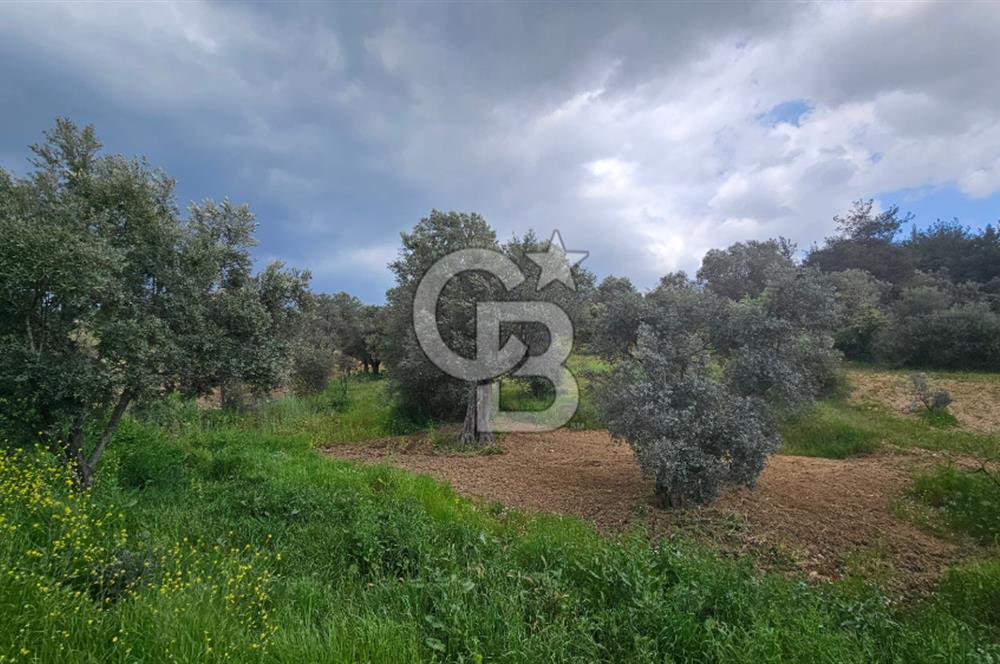 İzmir Kemalpaşa Yenmiş Köyünde 4112 m2 Satılık Zeytinlik