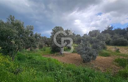 İzmir Kemalpaşa Yenmiş Köyünde 4112 m2 Satılık Zeytinlik
