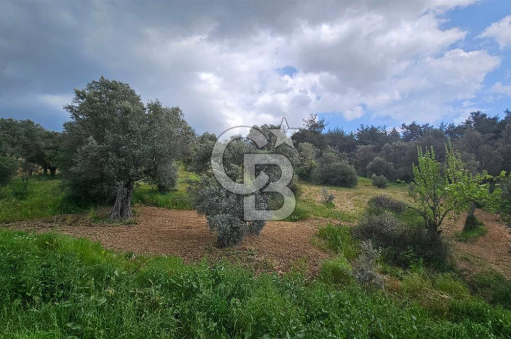 İzmir Kemalpaşa Yenmiş Köyünde 4112 m2 Satılık Zeytinlik
