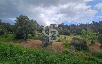 İzmir Kemalpaşa Yenmiş Köyünde 4112 m2 Satılık Zeytinlik
