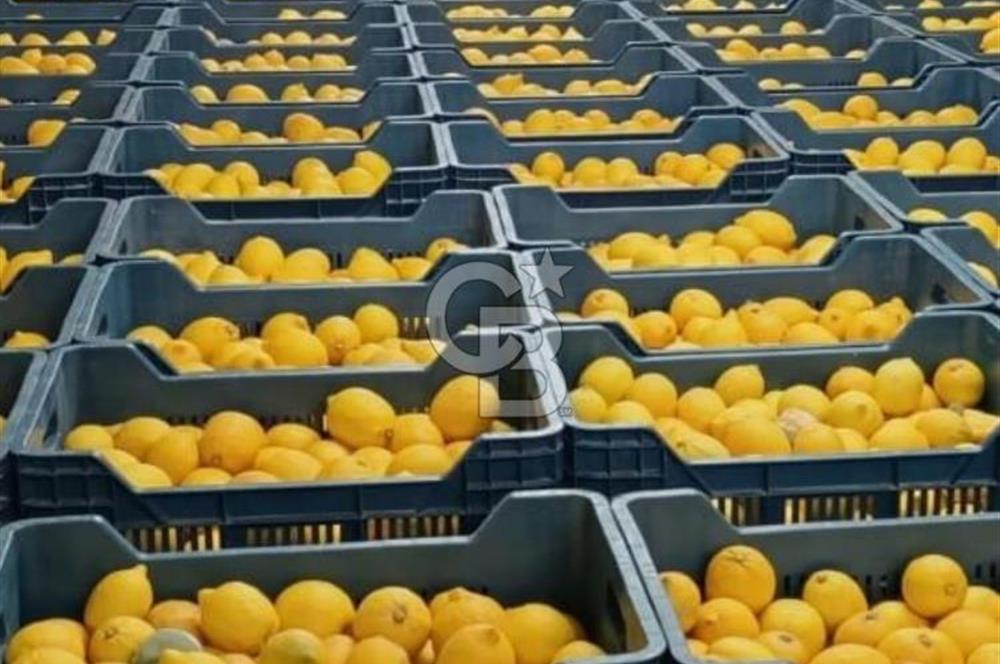 Mezitli Tece’de Soğuk Hava Deposu + Konutlu Eşsiz Tarla Fırsatı