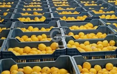 Mezitli Tece’de Soğuk Hava Deposu + Konutlu Eşsiz Tarla Fırsatı