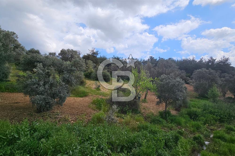 İzmir Kemalpaşa Yenmiş Köyünde 4112 m2 Satılık Zeytinlik