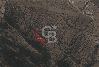 CB ODAK'TAN ALİAĞA KARAKUZU'DA YATIRIMLIK VE HOBİYE UYGUN TARLA - 4 - 345720