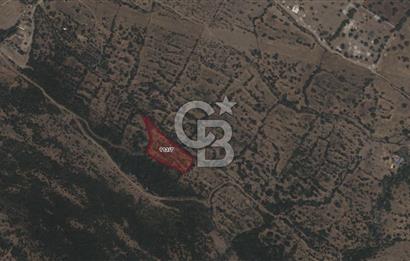 CB ODAK'TAN ALİAĞA KARAKUZU'DA YATIRIMLIK VE HOBİYE UYGUN TARLA