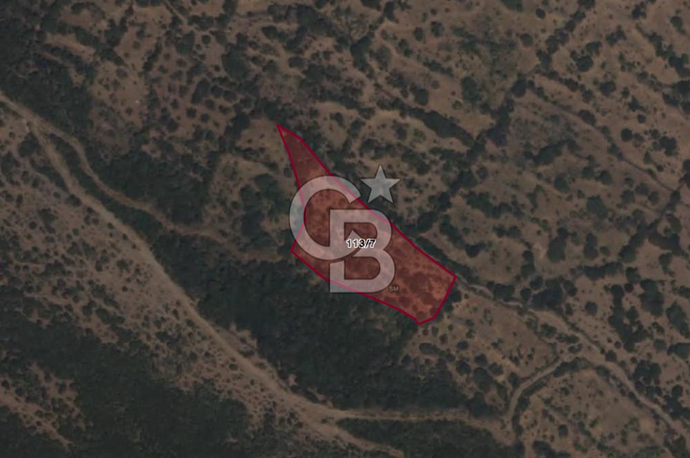 CB ODAK'TAN ALİAĞA KARAKUZU'DA YATIRIMLIK VE HOBİYE UYGUN TARLA