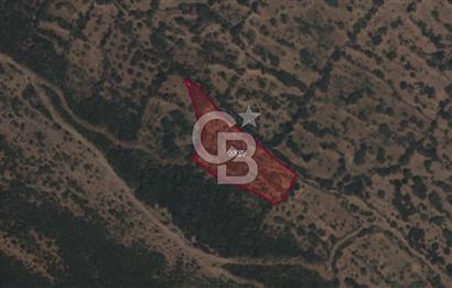 CB ODAK'TAN ALİAĞA KARAKUZU'DA YATIRIMLIK VE HOBİYE UYGUN TARLA