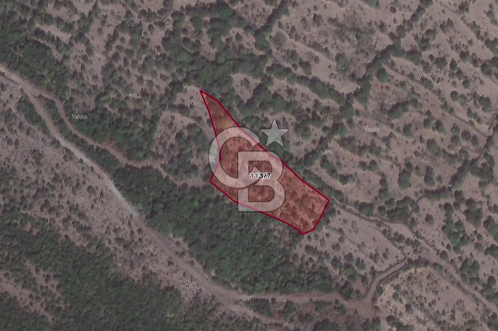 CB ODAK'TAN ALİAĞA KARAKUZU'DA YATIRIMLIK VE HOBİYE UYGUN TARLA