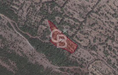 CB ODAK'TAN ALİAĞA KARAKUZU'DA YATIRIMLIK VE HOBİYE UYGUN TARLA