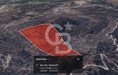 Muğla Yatağan Yava Satılık 4.135.000 TL Zeytinlik