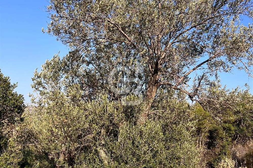 CB ODAK'TAN ALİAĞA KARAKUZU'DA YATIRIMLIK VE HOBİYE UYGUN TARLA