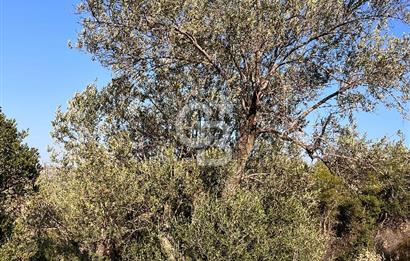 CB ODAK'TAN ALİAĞA KARAKUZU'DA YATIRIMLIK VE HOBİYE UYGUN TARLA