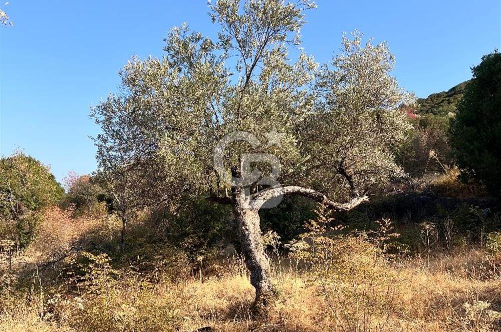 CB ODAK'TAN ALİAĞA KARAKUZU'DA YATIRIMLIK VE HOBİYE UYGUN TARLA