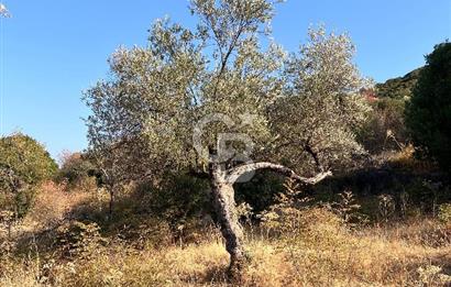 CB ODAK'TAN ALİAĞA KARAKUZU'DA YATIRIMLIK VE HOBİYE UYGUN TARLA