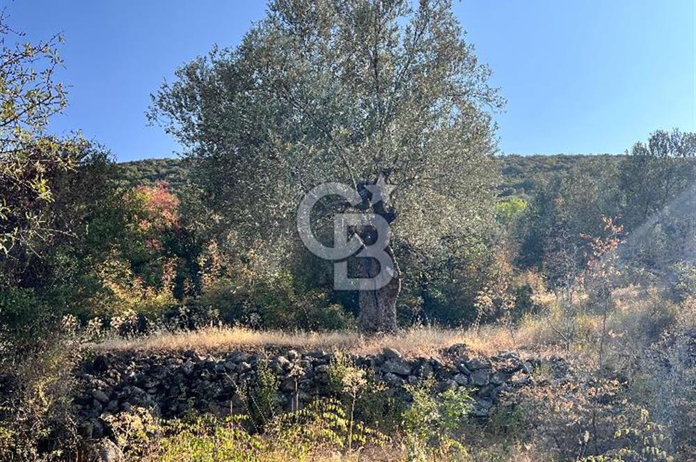 CB ODAK'TAN ALİAĞA KARAKUZU'DA YATIRIMLIK VE HOBİYE UYGUN TARLA