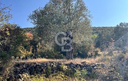 CB ODAK'TAN ALİAĞA KARAKUZU'DA YATIRIMLIK VE HOBİYE UYGUN TARLA