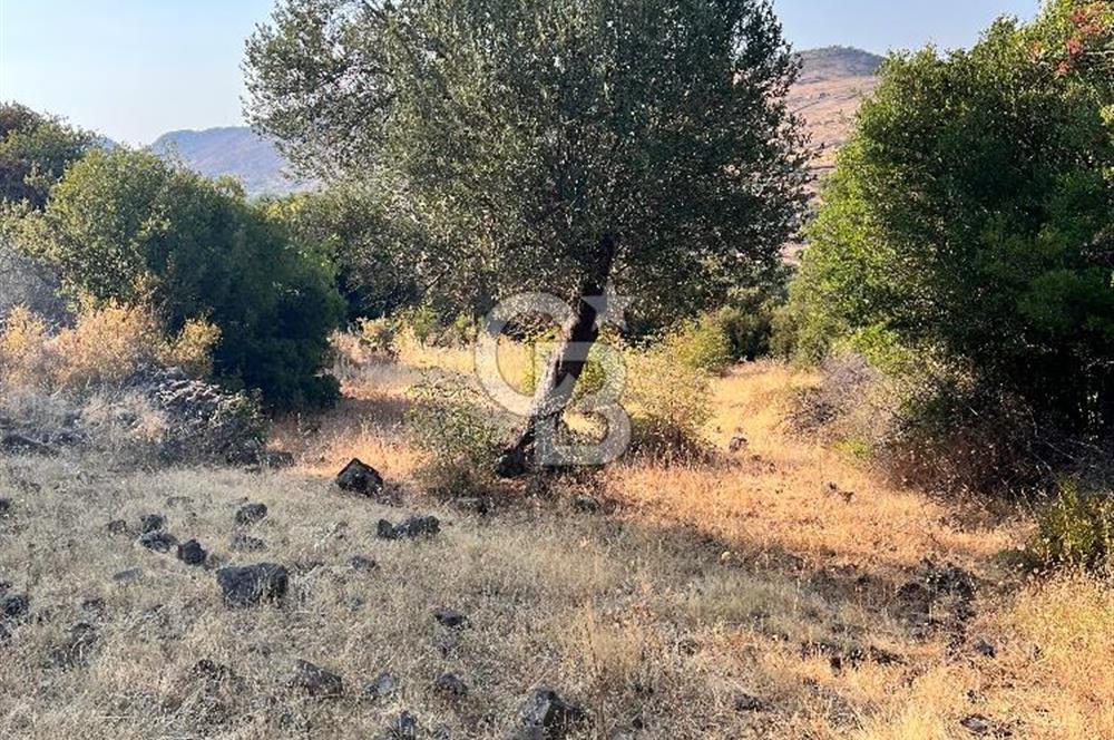 CB ODAK'TAN ALİAĞA KARAKUZU'DA YATIRIMLIK VE HOBİYE UYGUN TARLA