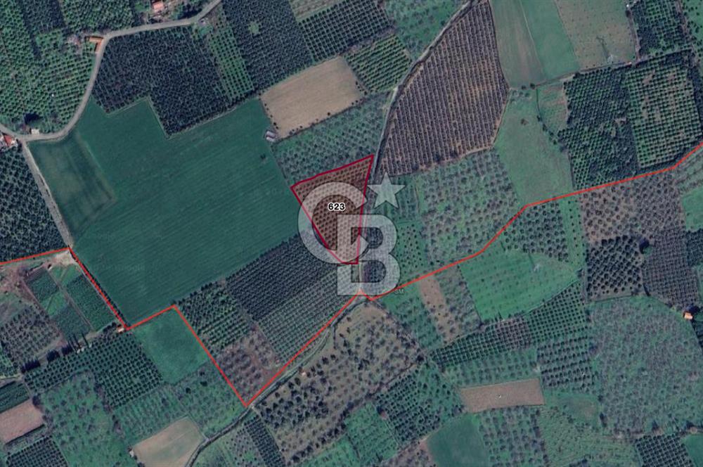 HAVRAN ÇAMDİBİ'NDE GETİRİSİ YÜKSEk MANDALİNA BAHÇESİ