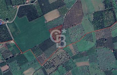 HAVRAN ÇAMDİBİ'NDE GETİRİSİ YÜKSEk MANDALİNA BAHÇESİ