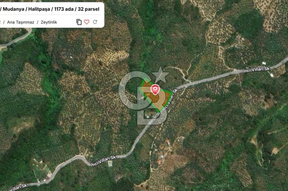 MUDANYA HALİTPAŞA DA DENİZ MANZARALI ZEYTİNLİK