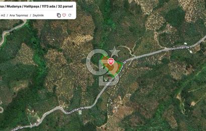 MUDANYA HALİTPAŞA DA DENİZ MANZARALI ZEYTİNLİK