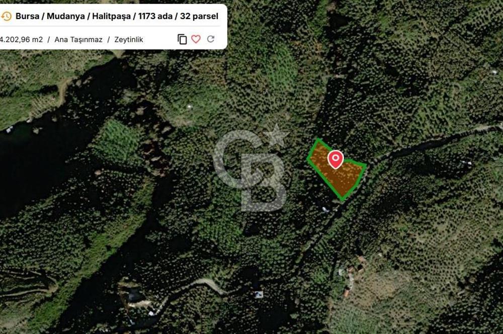 MUDANYA HALİTPAŞA DA DENİZ MANZARALI ZEYTİNLİK