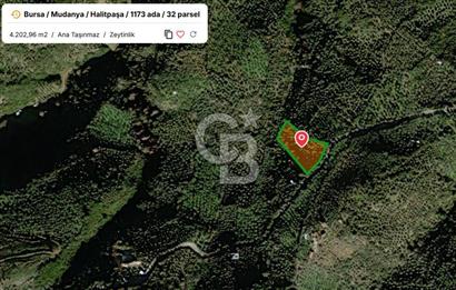 MUDANYA HALİTPAŞA DA DENİZ MANZARALI ZEYTİNLİK