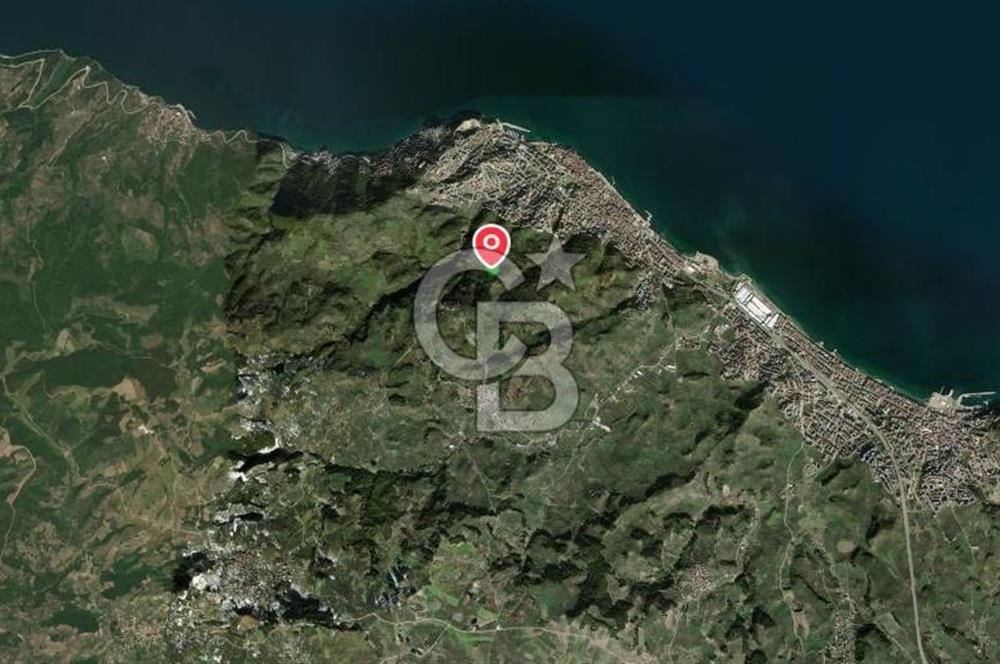 MUDANYA HALİTPAŞA DA DENİZ MANZARALI ZEYTİNLİK