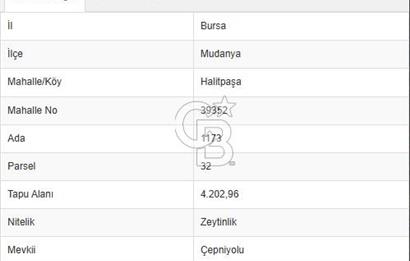 MUDANYA HALİTPAŞA DA DENİZ MANZARALI ZEYTİNLİK