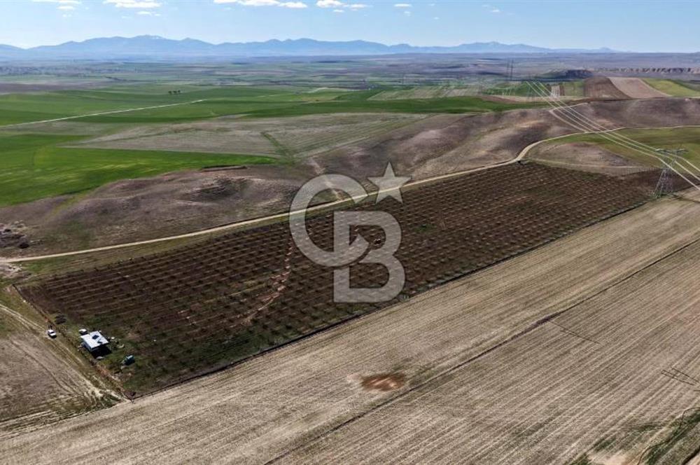 CB ENVOY Polatlı Tatlıkuyu'da Satılık 44.578 m² Bademlik
