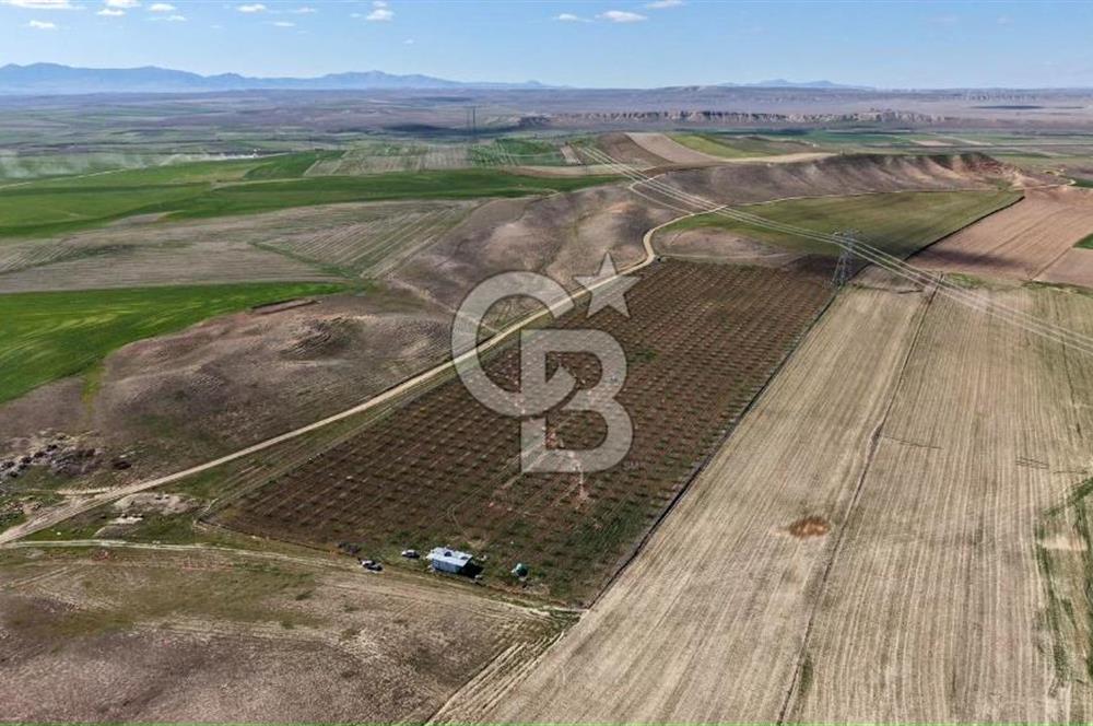 CB ENVOY Polatlı Tatlıkuyu'da Satılık 44.578 m² Bademlik