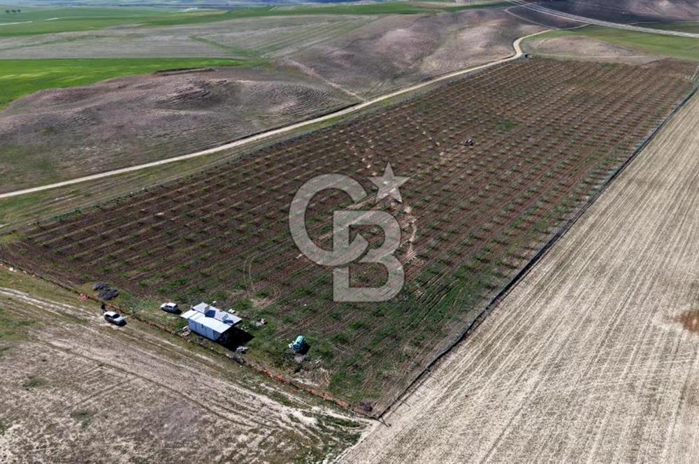 CB ENVOY Polatlı Tatlıkuyu'da Satılık 44.578 m² Bademlik