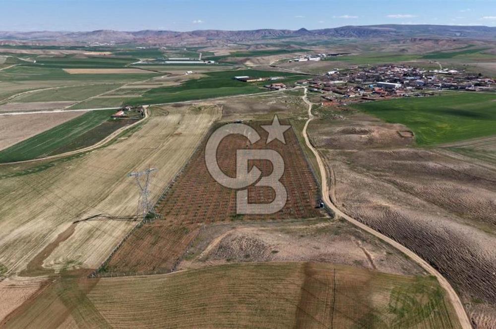 CB ENVOY Polatlı Tatlıkuyu'da Satılık 44.578 m² Bademlik