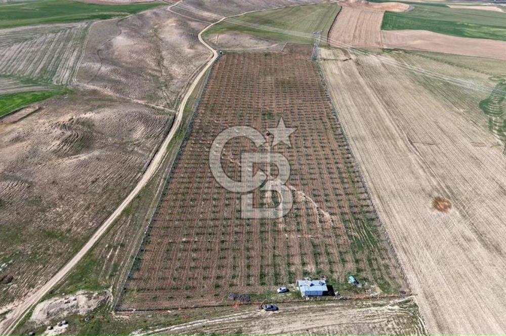 CB ENVOY Polatlı Tatlıkuyu'da Satılık 44.578 m² Bademlik