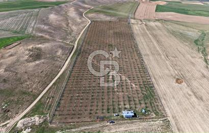 CB ENVOY Polatlı Tatlıkuyu'da Satılık 44.578 m² Bademlik