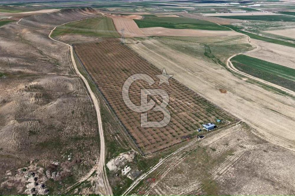 CB ENVOY Polatlı Tatlıkuyu'da Satılık 44.578 m² Bademlik