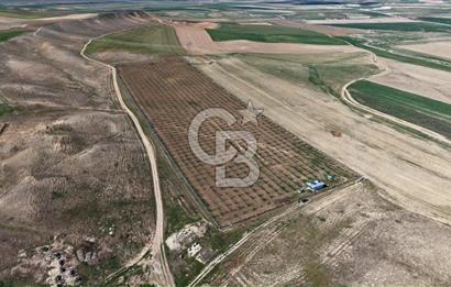 CB ENVOY Polatlı Tatlıkuyu'da Satılık 44.578 m² Bademlik