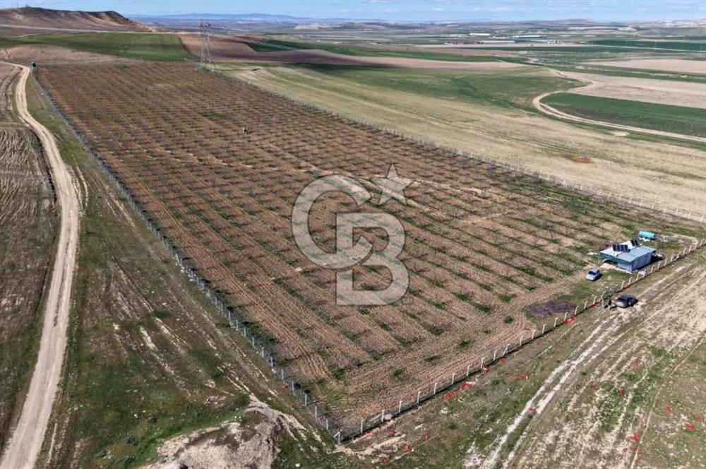 CB ENVOY Polatlı Tatlıkuyu'da Satılık 44.578 m² Bademlik