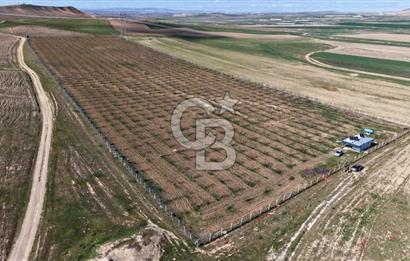 CB ENVOY Polatlı Tatlıkuyu'da Satılık 44.578 m² Bademlik