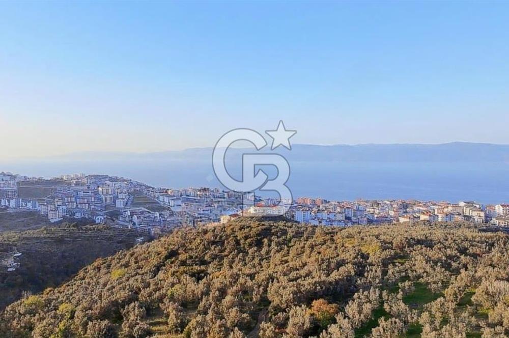 MUDANYA HALİTPAŞA DA DENİZ MANZARALI ZEYTİNLİK