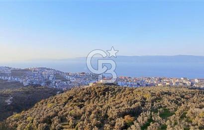 MUDANYA HALİTPAŞA DA DENİZ MANZARALI ZEYTİNLİK