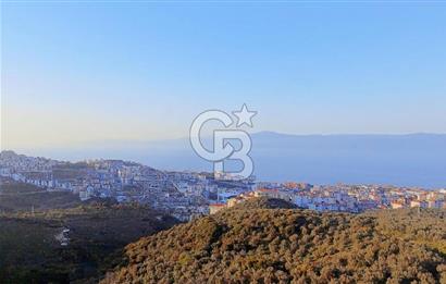 MUDANYA HALİTPAŞA DA DENİZ MANZARALI ZEYTİNLİK