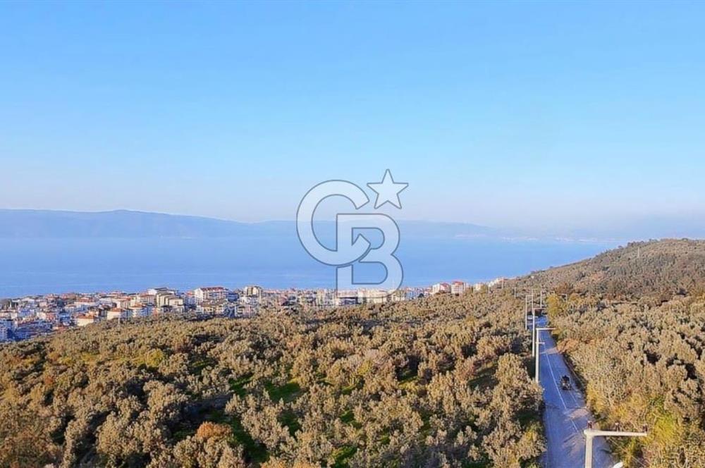 MUDANYA HALİTPAŞA DA DENİZ MANZARALI ZEYTİNLİK